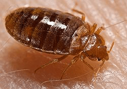 learn bed bugs facts