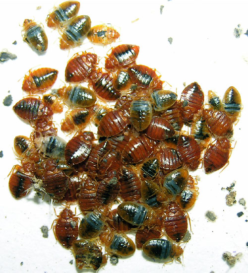 bed bugs after blood meal