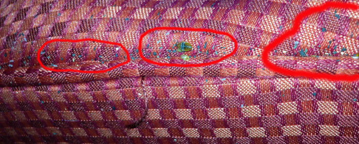 detecting bed bug adults and eggs on infested couch