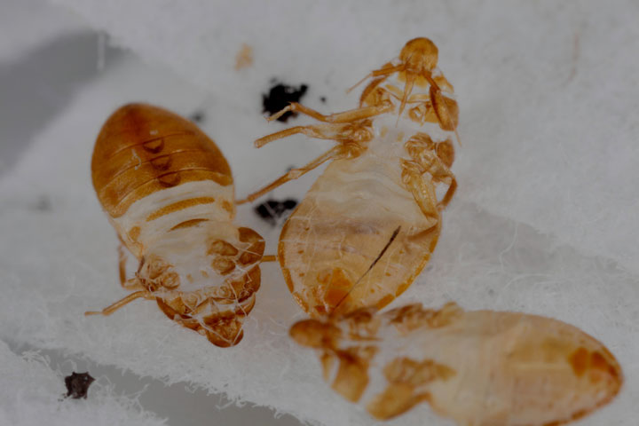 bed bugs shed skin
