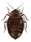 3d bedbug